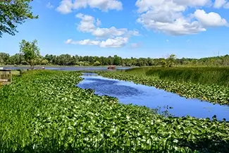 North Point County Park Lily Pad Wetland, South Haven Township, Michigan