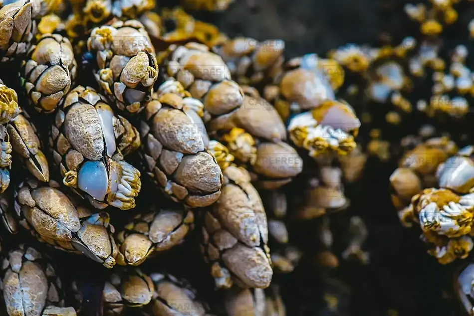 Oceanside Beach Marine Mosaic, Oceanside, Oregon · United States