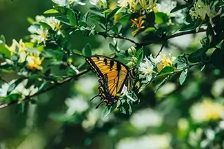 Ohiopyle State Park Spring Blossoms With Tiger Swallowtail Butterfly
