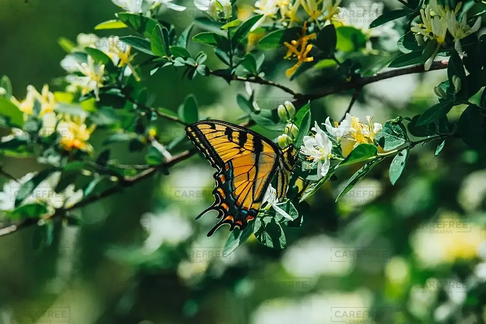 Ohiopyle State Park Spring Blossoms With Tiger Swallowtail Butterfly, Ohiopyle, Pennsylvania · United States