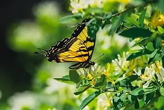 Ohiopyle State Park Tiger Swallowtail Butterfly Alight on Spring Blossoms, Ohiopyle, Pennsylvania