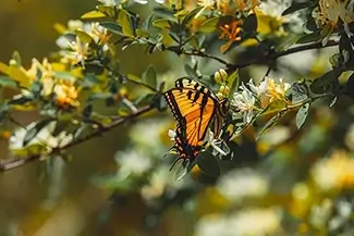 Ohiopyle State Park Tiger Swallowtail Butterfly On Golden Honeysuckle, Ohiopyle, Pennsylvania