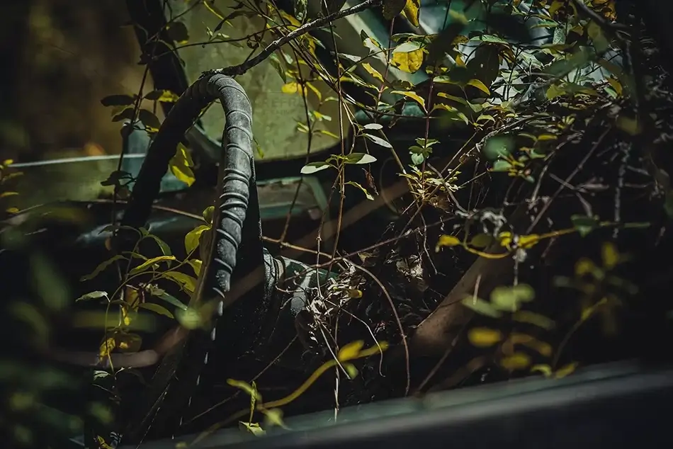 Old Car City USA Overgrown Car Interior, White, Georgia · United States