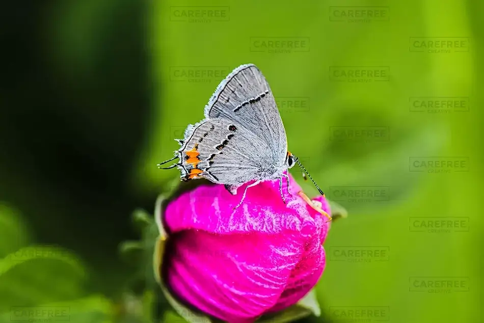 The Oregon Garden Gray Hairstreak Butterfly on Pink Bloom, Silverton, Oregon · United States