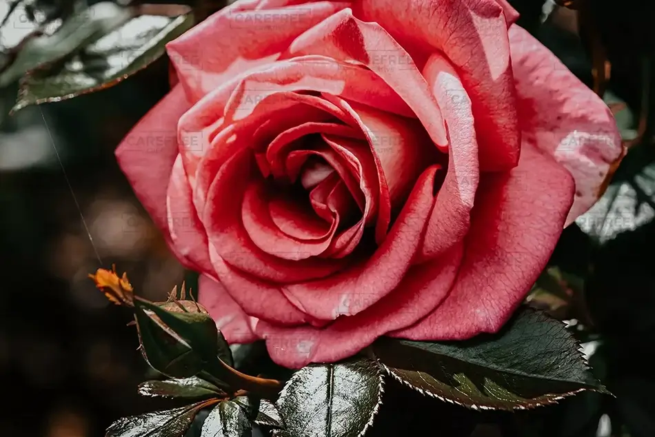 The Oregon Garden Pale Red Dusty Pink Rose, Silverton, Oregon · United States