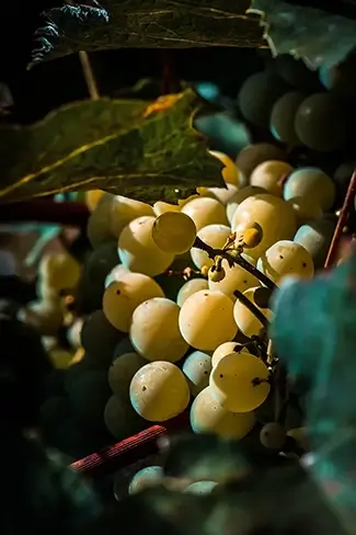 The Oregon Garden Hanging Grapes, Silverton, Oregon