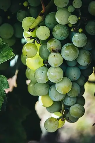 The Oregon Garden Green Grapes Cluster, Silverton, Oregon