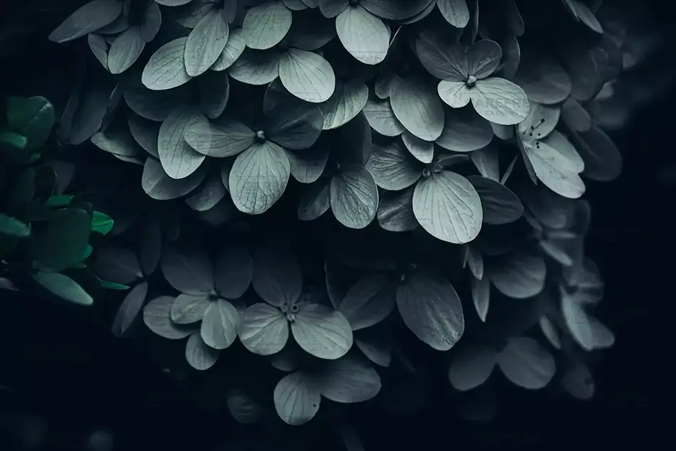 The Oregon Garden Pale Blue Hydrangea Close Up, Silverton, Oregon · United States