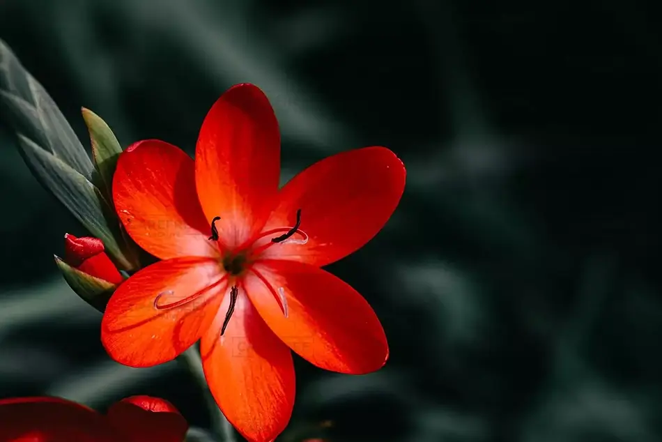The Oregon Garden Vivid River Lily Bloom, Silverton, Oregon · United States