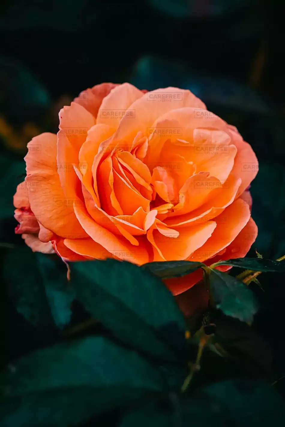 The Oregon Garden Orange Rose Solo, Silverton, Oregon · United States