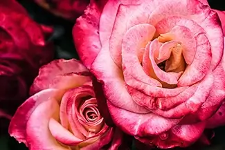 The Oregon Garden Pink Roses Bunch, Silverton, Oregon