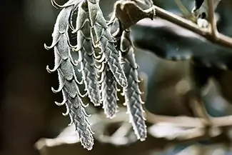 The Oregon Garden Fuzzy Plant with Hanging Seed Pods, Silverton, Oregon