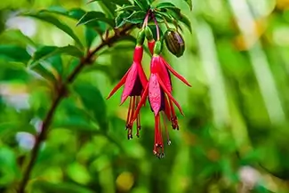The Oregon Garden Red Hardy Fuchsia Hanging, Silverton, Oregon