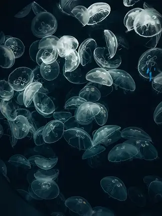 Moon Jellyfish Illumination, Silverton, Oregon