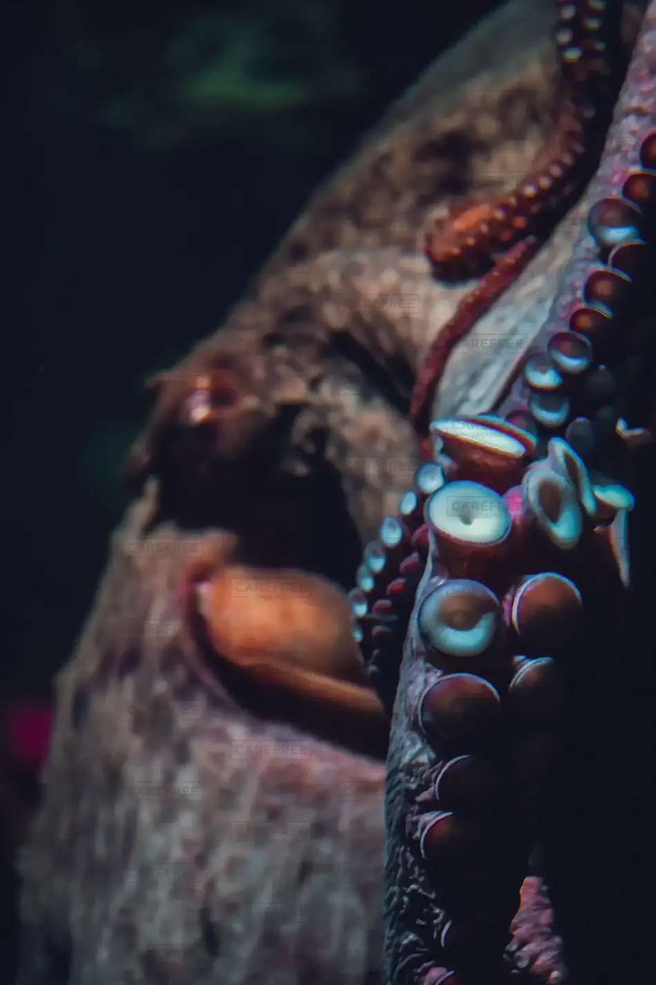 Giant Pacific Octopus Camouflage