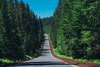 Oregon Forest Highway Through Pines, Oregon