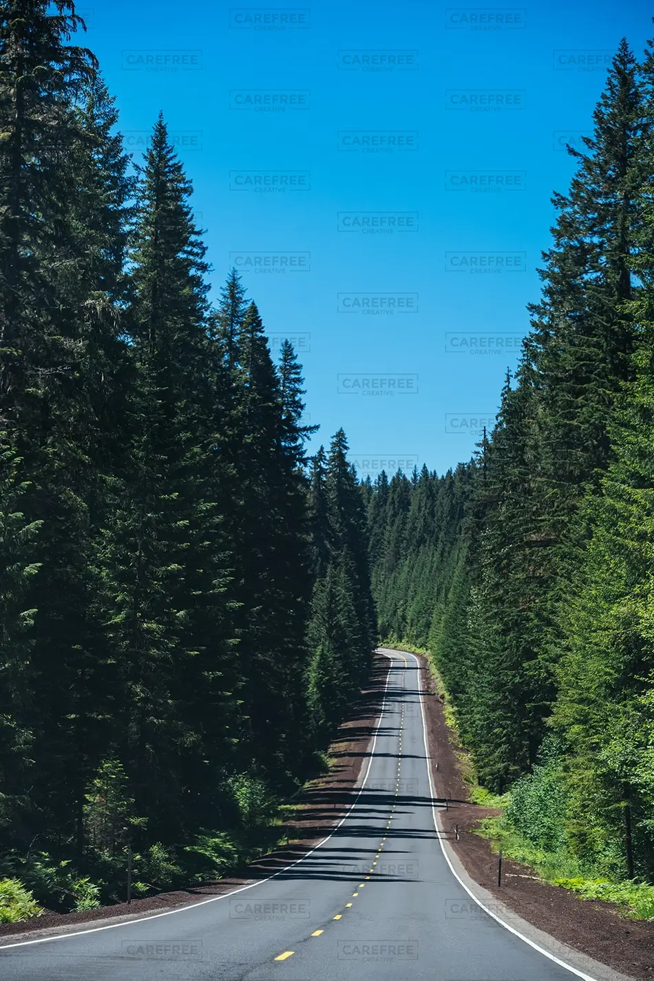 Oregon Forest Highway Through Pines, Oregon · United States
