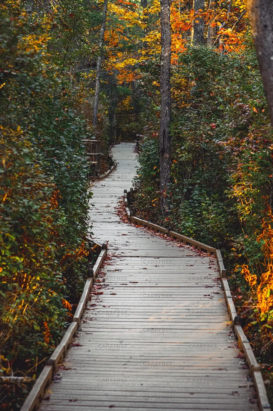 Orono Bog Walk Scenic Boardwalk Through Colorful Foliage