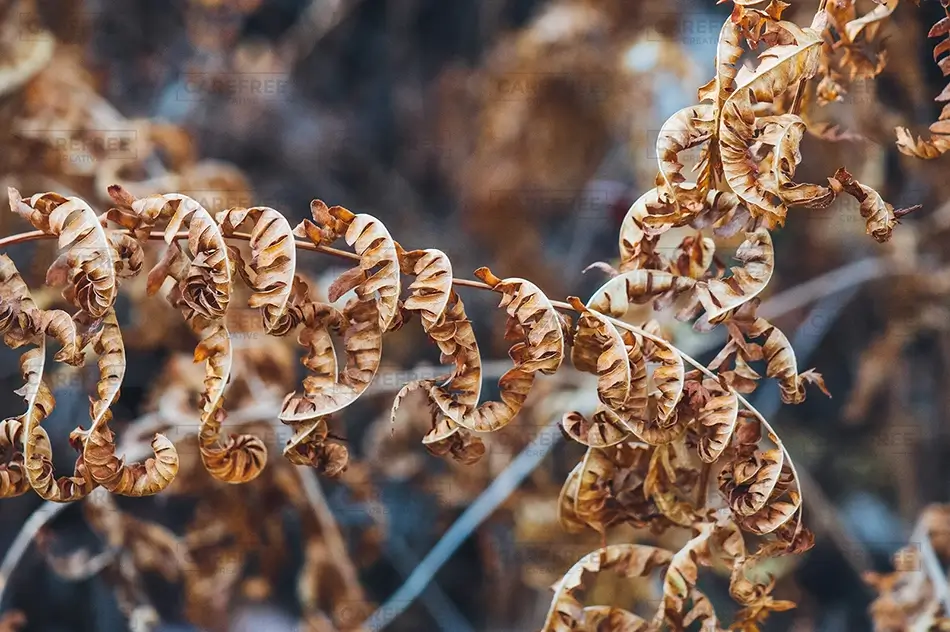 Orono Bog Walk Curled Brown Fern Leaves