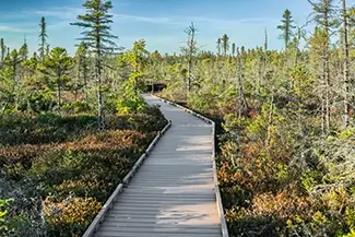 Orono Bog Walk Serene Boardwalk Through Wetland, Bangor, Maine