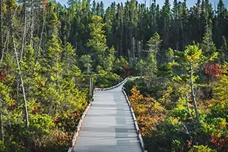 Orono Bog Walk Scenic Boardwalk Through Vibrant Forest, Bangor, Maine