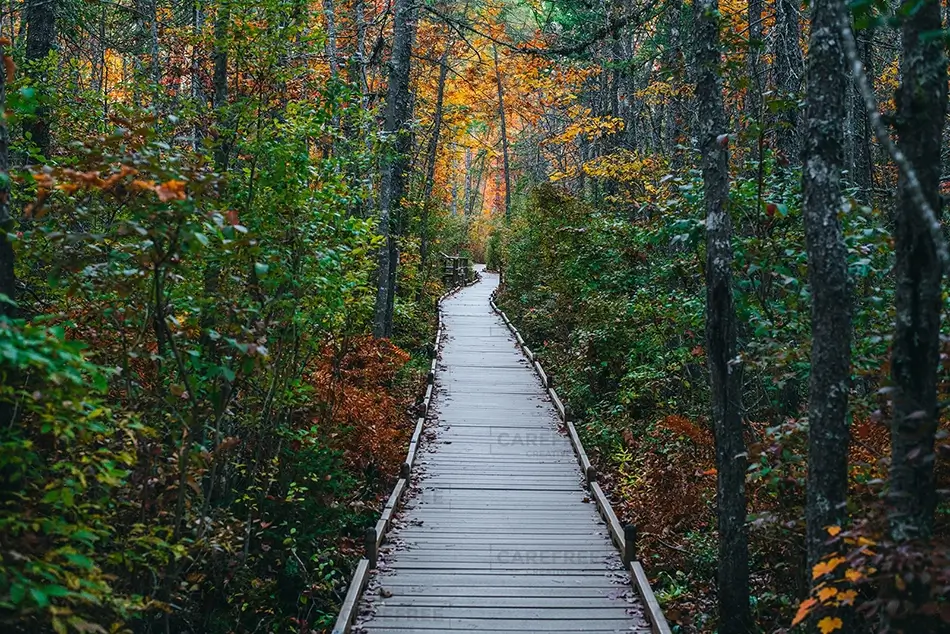 Orono Bog Walk Scenic Wooden Path Through Forest
