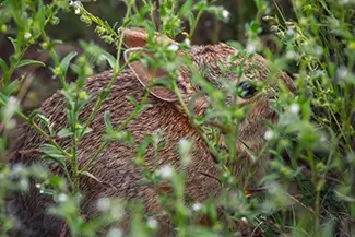 Paint Mines Interpretive Park Rabbit Among Greenery, Calhan, Colorado