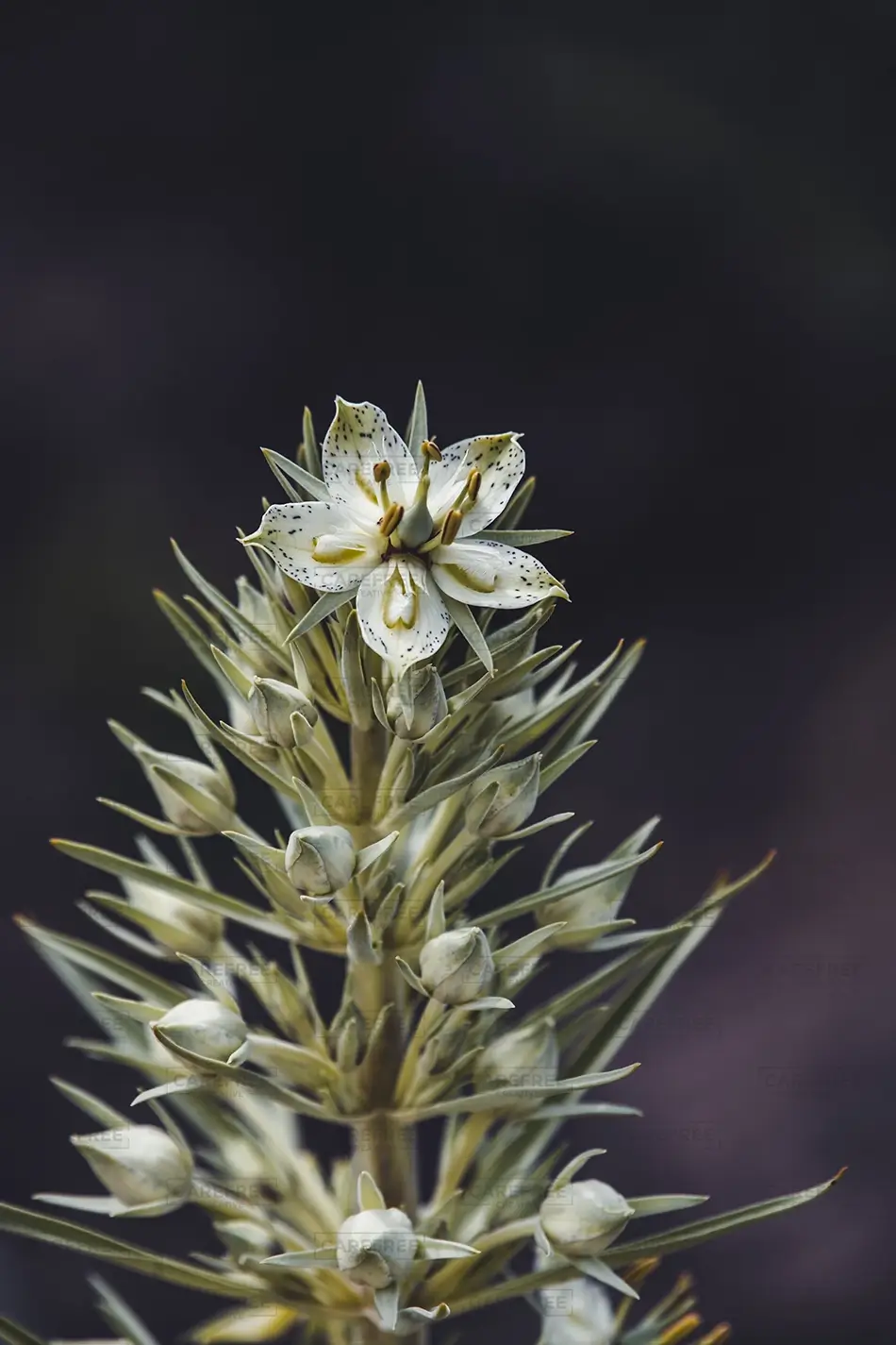 Paint Mines Interpretive Park White Flowering Plant Close Up, Calhan, Colorado · United States