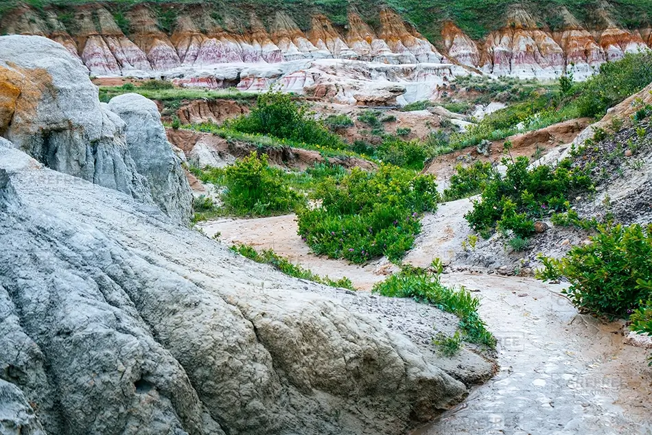 Paint Mines Interpretive Park Diverse Formations and Foliage