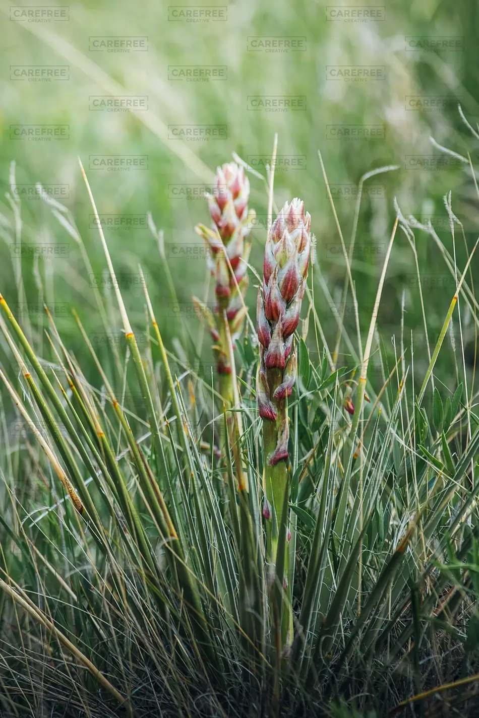 Paint Mines Interpretive Park Flowering Yucca, Calhan, Colorado · United States