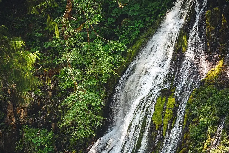 Panther Creek Falls Cascading Waterfall Through Forest, Carson, Washington · United States