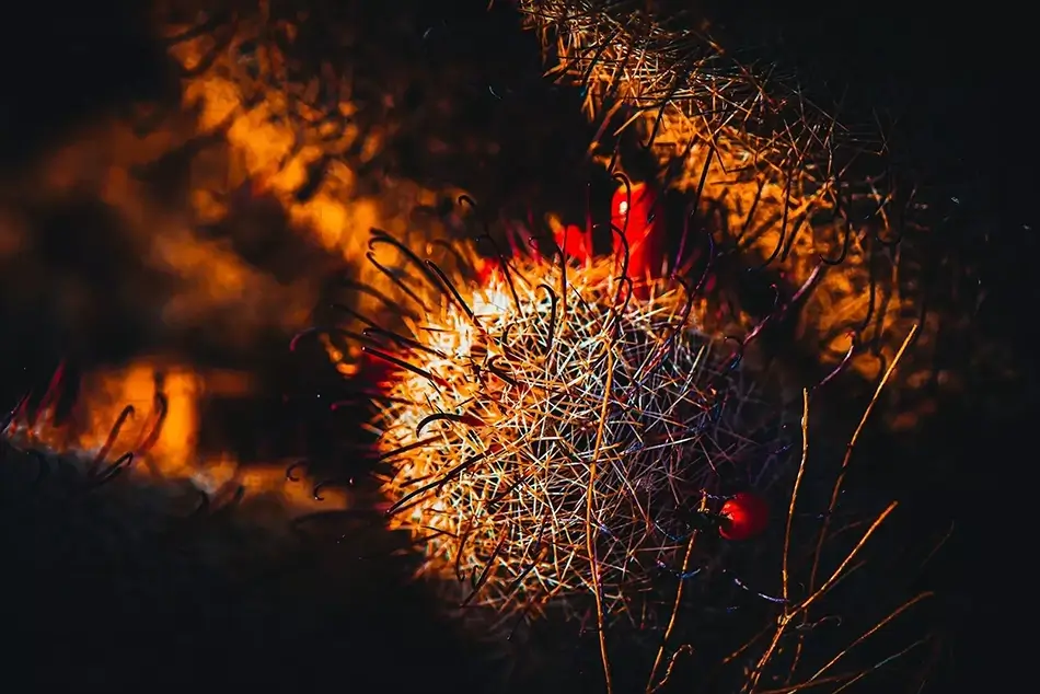 Papago Park Abstract Fishhook Cacti Glow, Phoenix, Arizona · United States