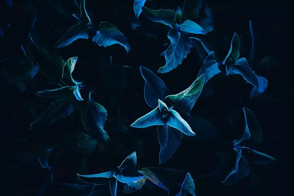 Papago Park Deep Blue Sagebrush Leaf Abstract, Phoenix, Arizona · United States