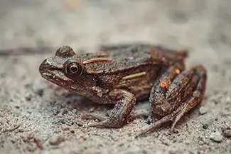 Saguenay Fjord National Park Wood Frog On Sand, Rivière-Éternité, Quebec