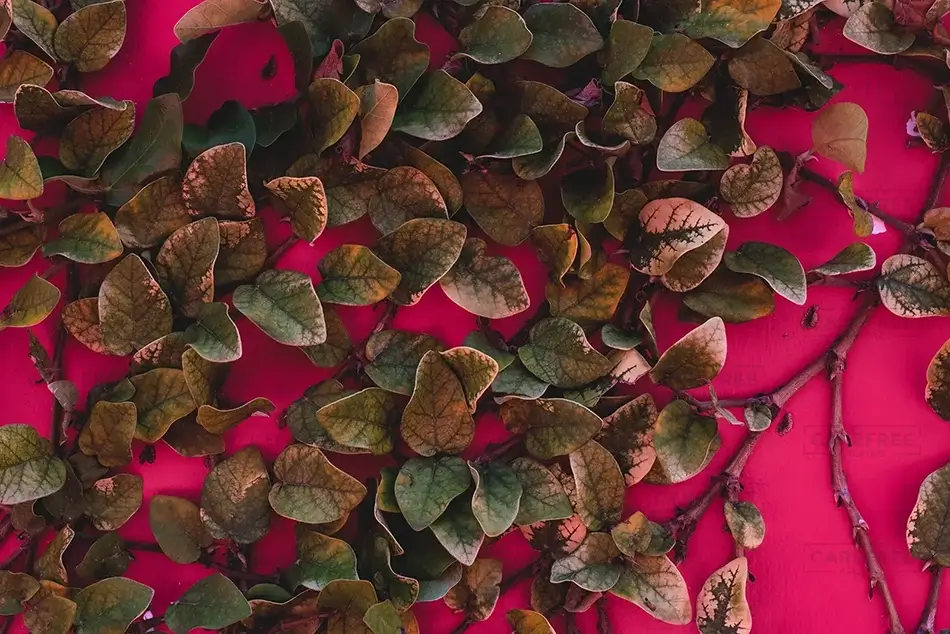 Puerto Plata Ivy Vein Leaves on Vibrant Pink, Puerto Plata, Dominican Republic · Caribbean