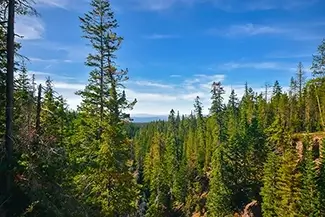 Paulina Falls Lush Coniferous Stand, La Pine, Oregon