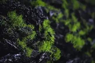 Paulina Creek Green Mossy Detail, La Pine, Oregon