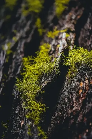 Paulina Creek Vivid Moss Glow, La Pine, Oregon