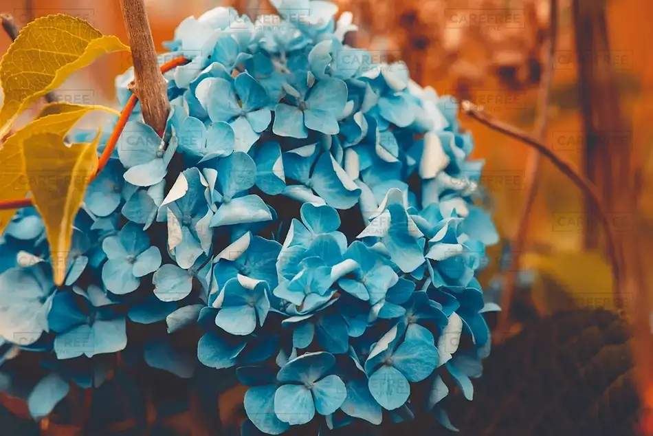 Peaks Island Blue Hydrangeas, Peaks Island, Maine · United States