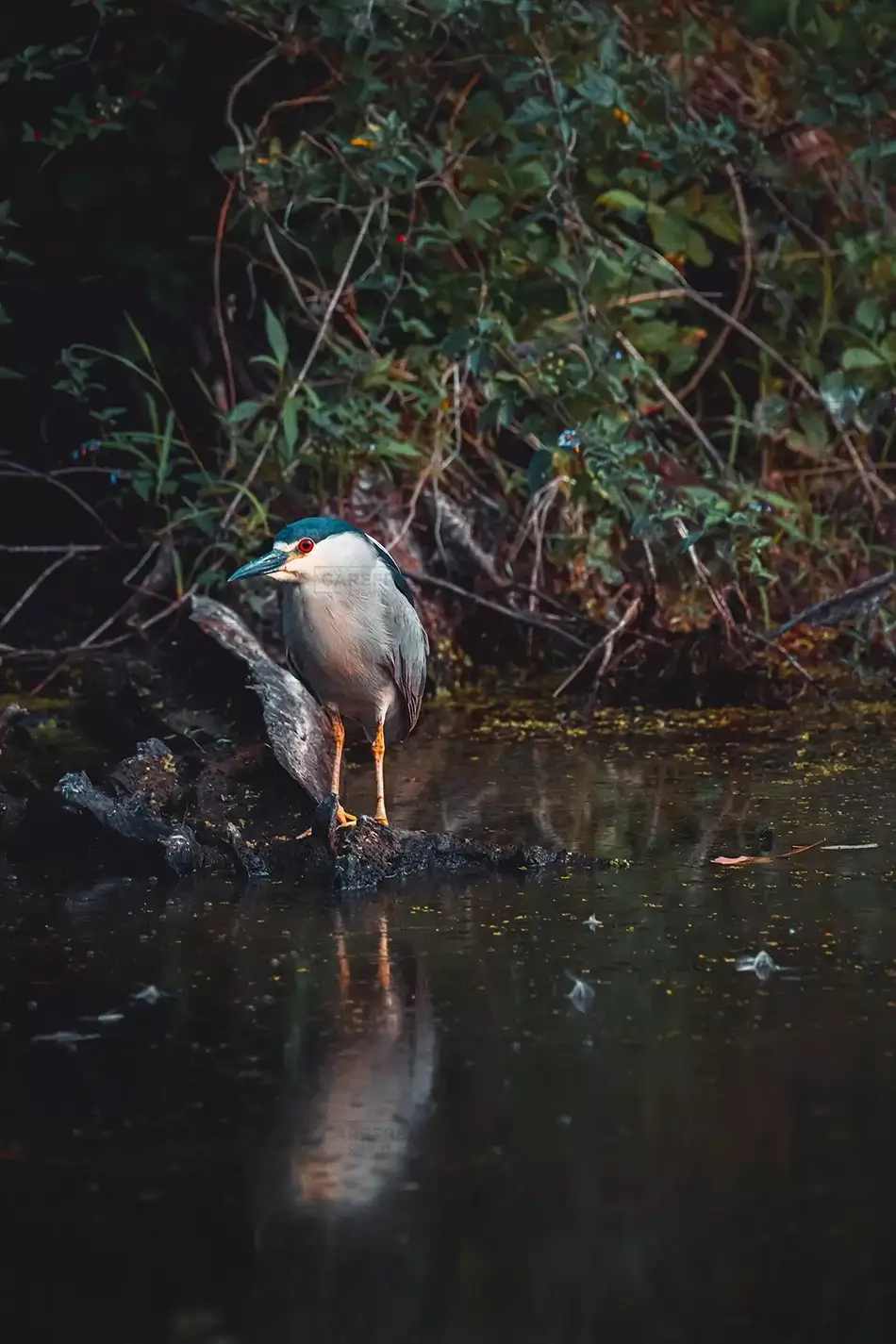 Peaks Island Black Crowned Night Heron, Peaks Island, Maine · United States