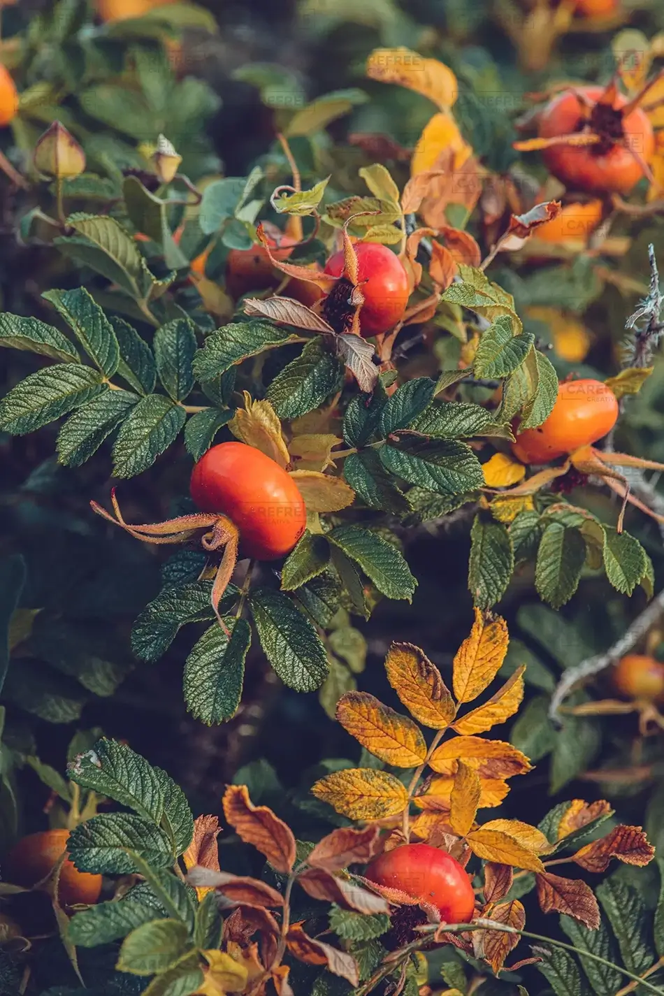 Peaks Island Rugosa Rose Hips, Peaks Island, Maine · United States