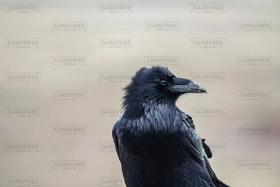 Petrified Forest National Park Solemn Raven Portrait, Arizona · United States