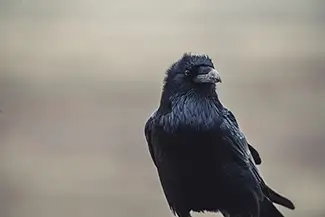 Petrified Forest National Park Inquisitive Raven Gaze, Arizona