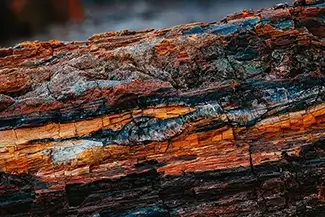 Petrified Forest National Park Sienna Brushwood Harmony, Arizona