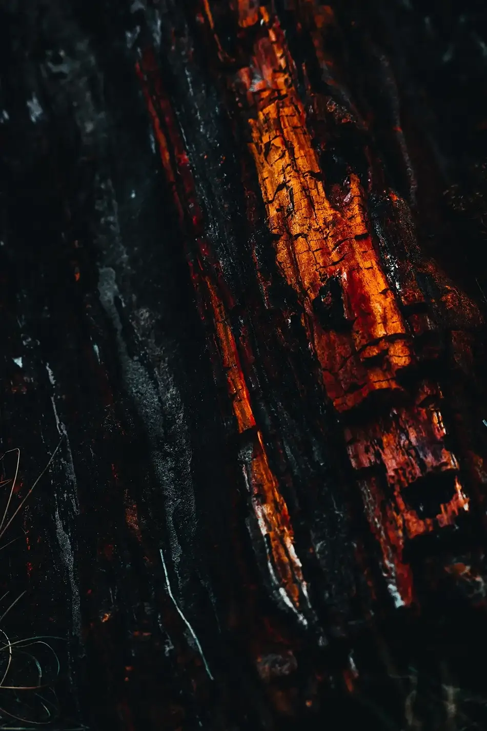 Petrified Forest National Park Colorful Wood Grain, Arizona · United States