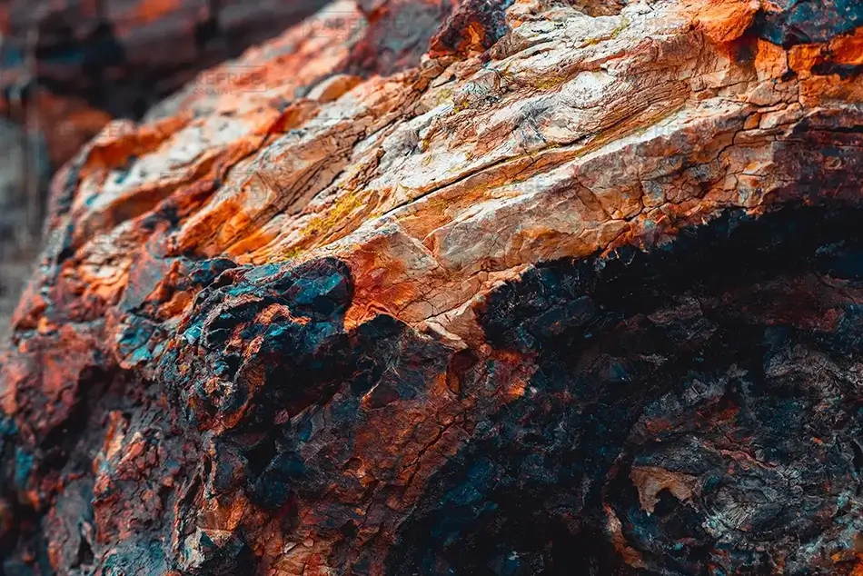 Petrified Forest National Park Amber Wood Art, Arizona · United States
