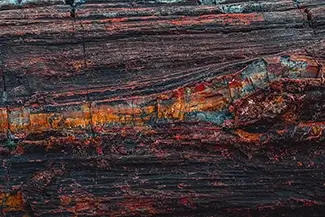 Petrified Forest National Park Intimate Texture of Timeless Wood, Arizona