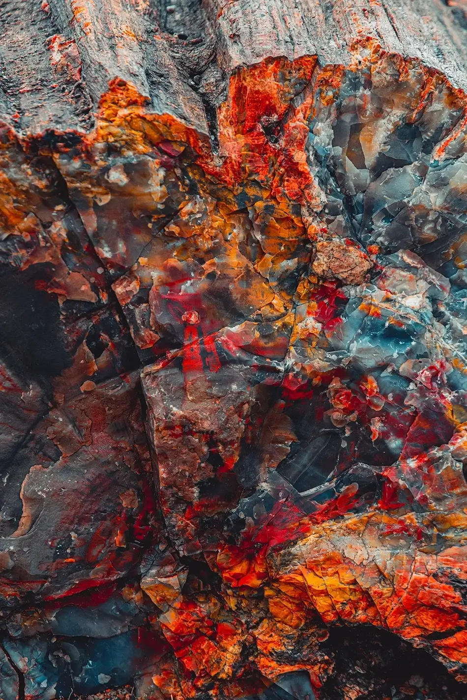 Petrified Forest National Park Fiery Wood Abstract, Arizona · United States