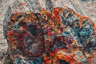 Petrified Forest National Park Vibrant Bark Contrast, Arizona