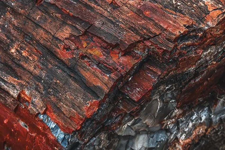 Petrified Forest National Park Saturated Wood Spectrum, Arizona · United States